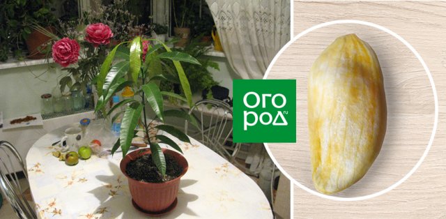 22 растения, которые можно вырастить из косточки на подоконнике и в саду 