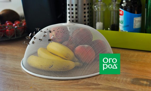 3 эффективные ловушки для плодовых мушек своими руками 