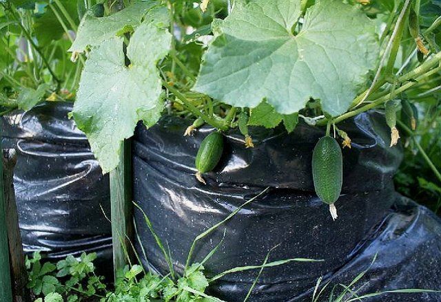 3 способа выращивания огурцов на маленьком участке 