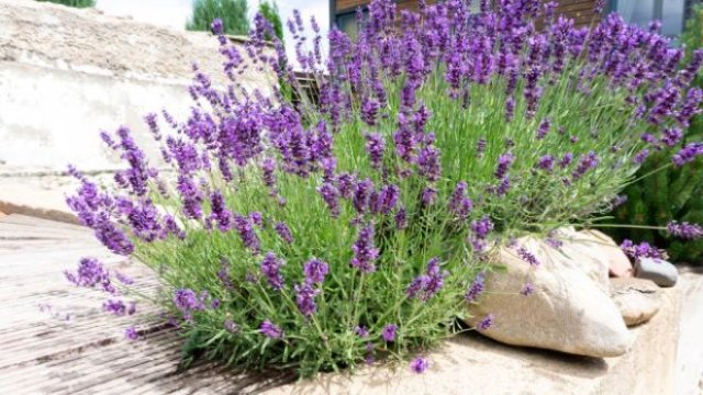 35 растений, которые прогонят вредителей + рецепты настоев и отваров 