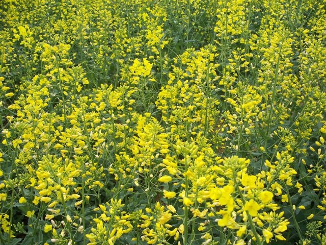 5 показателей почвы, которые вы должны знать, прежде чем приступать к посадкам 