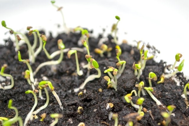 5 правил идеальной рассады капусты