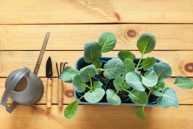 5 правил идеальной рассады капусты