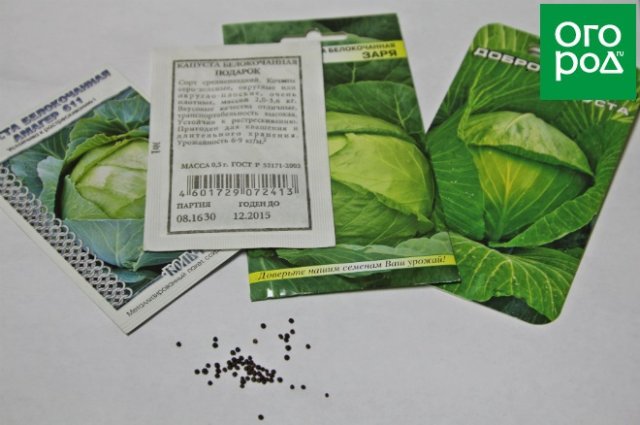 5 правил идеальной рассады капусты