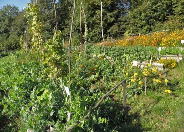 5 самых "модных" грядок! Выбираем между Миттлайдером, Курдюмовым, Лядовым, Розумом и Бубликом