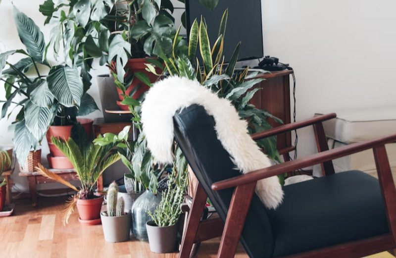 5 важных моментов в уходе за комнатными растениями, о которых все забывают | ivd.ru