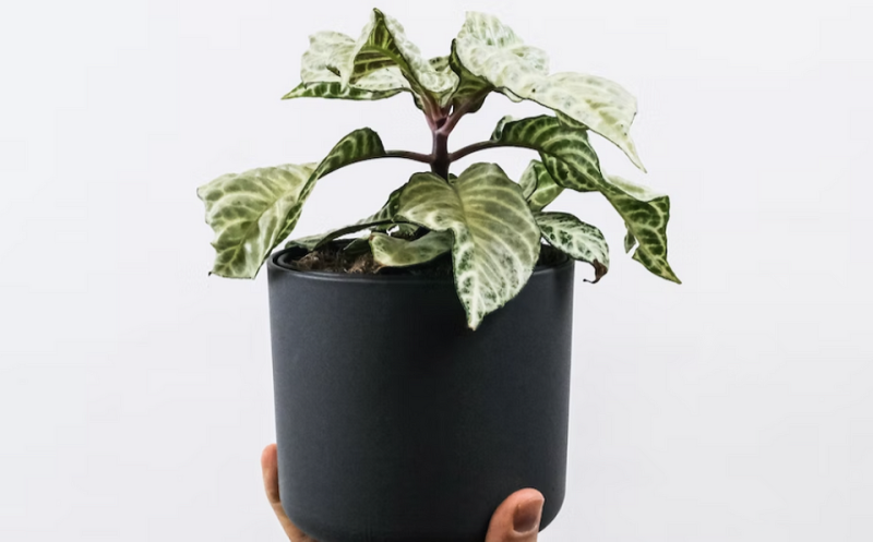 5 важных моментов в уходе за комнатными растениями, о которых все забывают | ivd.ru