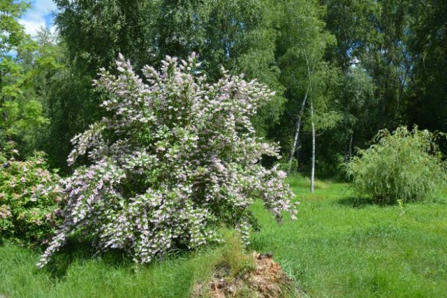 50 растений-медоносов: деревья, кустарники и цветы для средней полосы 