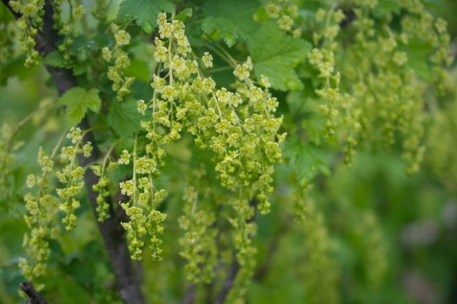 50 растений-медоносов: деревья, кустарники и цветы для средней полосы 