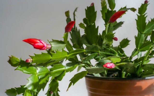 7 комнатных растений, которым нужно уделить внимание осенью 