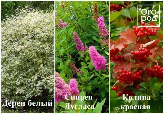 9 растений для влажных и сырых почв 