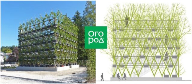 Бауботаника – искусное соединение живой и неживой природы 