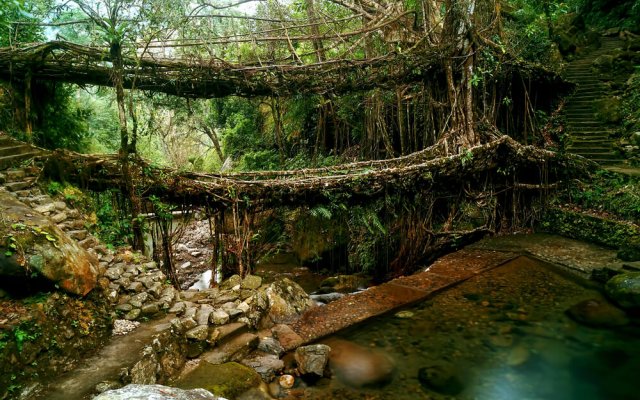 Бауботаника – искусное соединение живой и неживой природы 