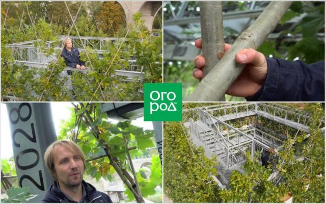 Бауботаника – искусное соединение живой и неживой природы 