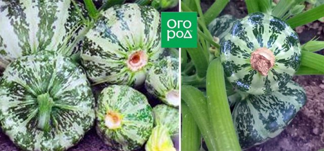 Белые, желтые, зеленые, пестрые – лучшие сорта патиссонов 