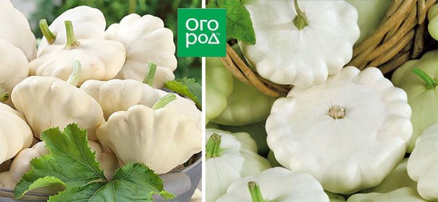 Белые, желтые, зеленые, пестрые – лучшие сорта патиссонов 
