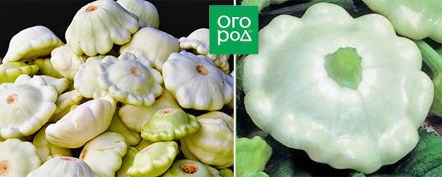 Белые, желтые, зеленые, пестрые – лучшие сорта патиссонов 