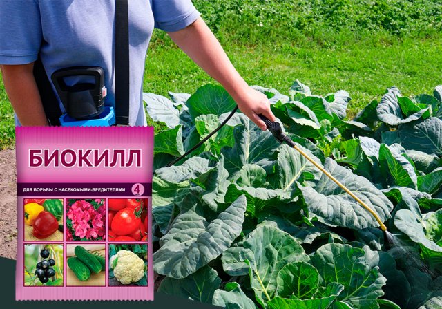 Чем опрыскать капусту от гусениц безопасно и эффективно 