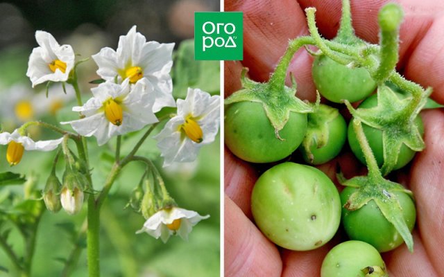 Чем отличается обычная картошка от семенной 