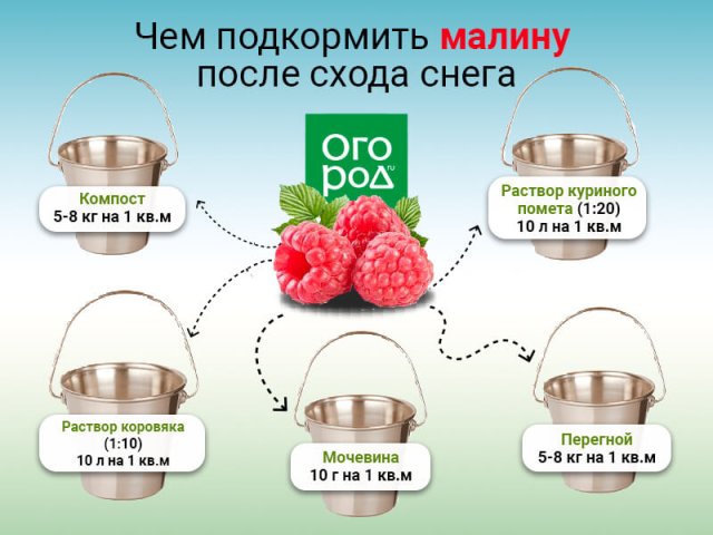 Чем подкормить малину после схода снега: 5 проверенных удобрений 
