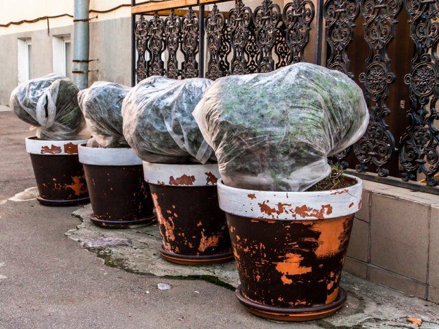 Что делать с контейнерными растениями и уличными кашпо осенью 