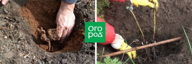 Что делать с пионами в августе: обрезка, деление, посадка и другие важные работы 