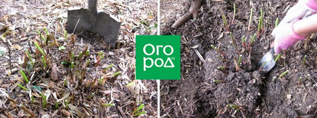 Что делать с пионами в августе: обрезка, деление, посадка и другие важные работы 