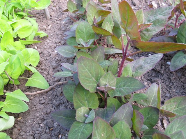 Что можно приготовить из сорняков &ndash; 23 рецепта вкусных и полезных блюд 