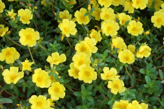 Что можно приготовить из сорняков &ndash; 23 рецепта вкусных и полезных блюд 