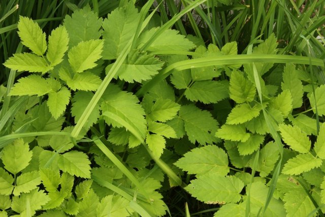 Что можно приготовить из сорняков &ndash; 23 рецепта вкусных и полезных блюд 