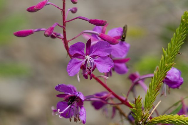 Что можно приготовить из сорняков &ndash; 23 рецепта вкусных и полезных блюд 