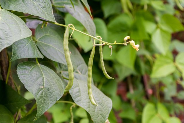 Что посадить рядом с малиной, чтобы она не разрасталась 