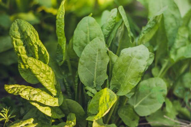 Что посадить рядом с малиной, чтобы она не разрасталась 