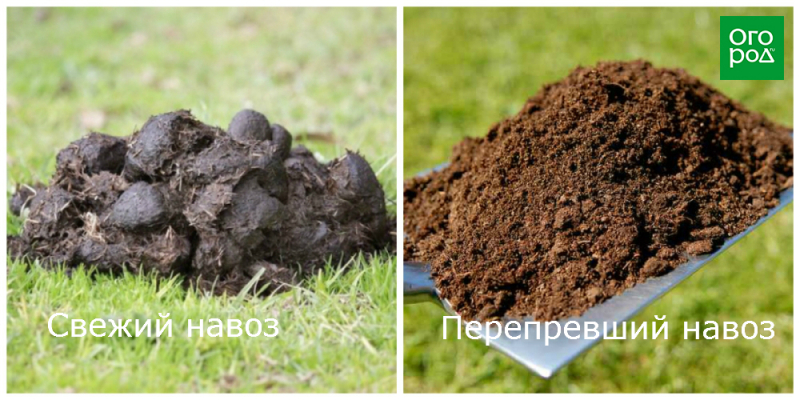 Для чего нужен навоз и как правильно применять его на даче 