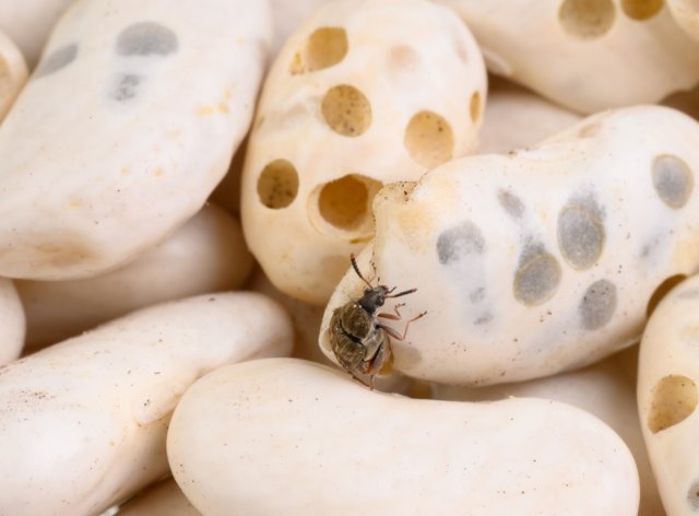 Фасоль: полезные свойства, особенности хранения и приготовления