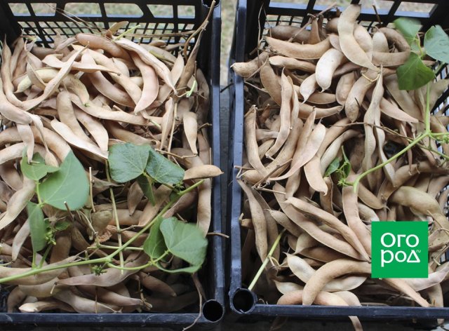 Фасоль: полезные свойства, особенности хранения и приготовления