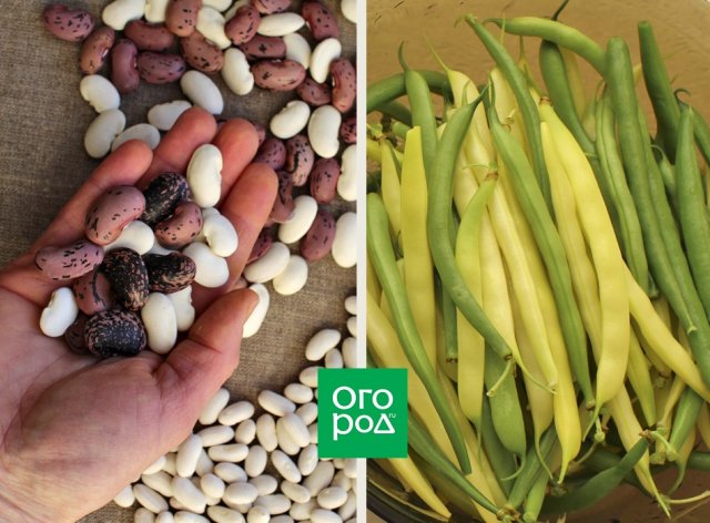 Фасоль: полезные свойства, особенности хранения и приготовления