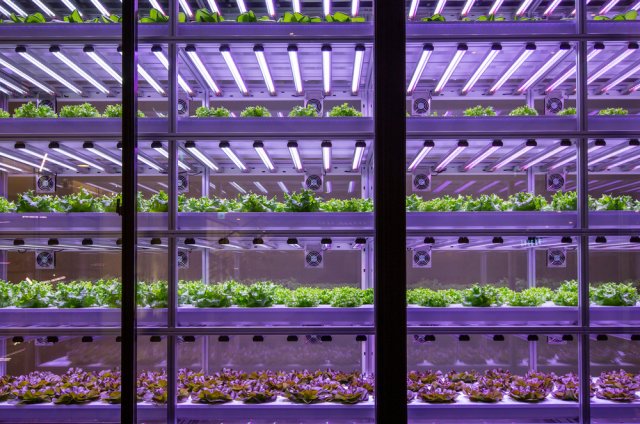 Фитолампы для рассады: какую купить и чем заменить