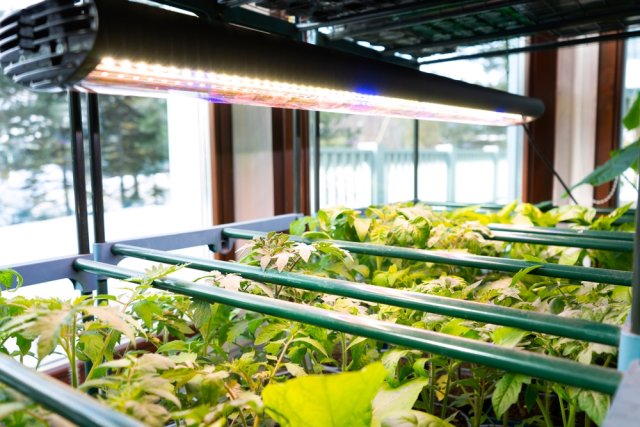 Фитолампы для рассады: какую купить и чем заменить