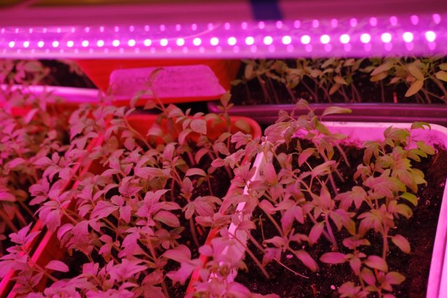 Фитолампы для рассады: какую купить и чем заменить