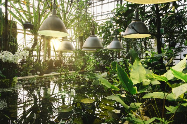 Фитолампы для рассады: какую купить и чем заменить