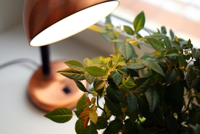 Фитолампы для рассады: какую купить и чем заменить