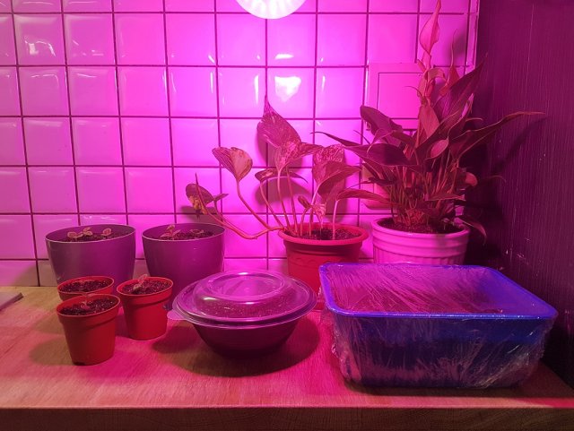 Фитолампы для рассады: какую купить и чем заменить