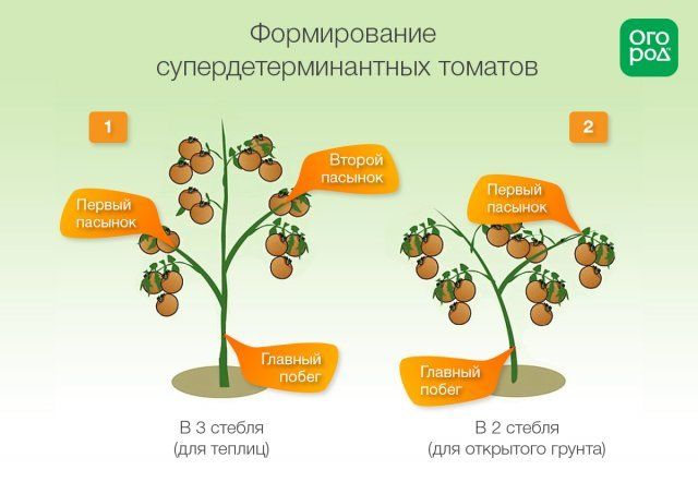 Формирование томатов в теплице и открытом грунте: инструкции и схемы 