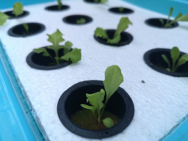 Гидропоника "для чайников" – что это такое и зачем оно дачнику 