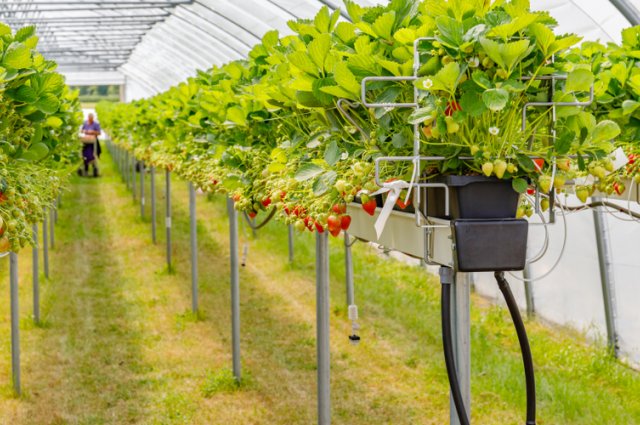 Гидропоника "для чайников" – что это такое и зачем оно дачнику 