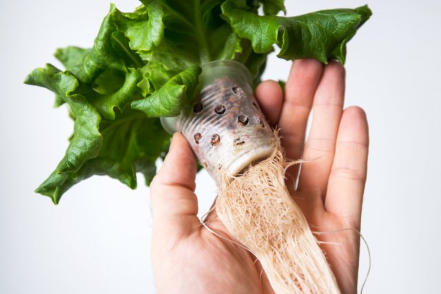 Гидропоника "для чайников" – что это такое и зачем оно дачнику 