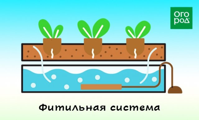 Гидропоника "для чайников" – что это такое и зачем оно дачнику 