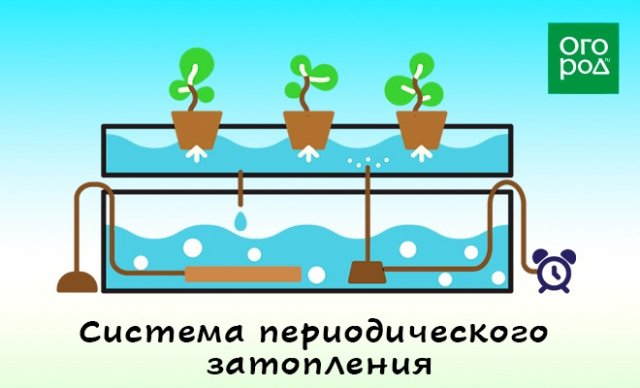 Гидропоника "для чайников" – что это такое и зачем оно дачнику 