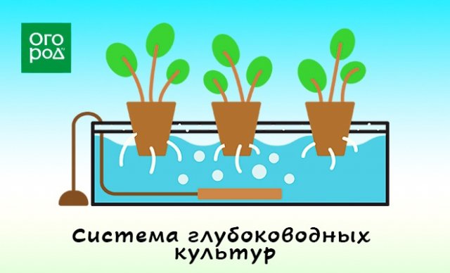 Гидропоника "для чайников" – что это такое и зачем оно дачнику 